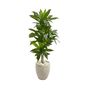 4 ft. Verdana Clay Dracaena with Sand Colored Planter