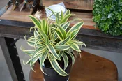 10" Dracaena Reflexa Song of India