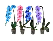 5in Swan Mystique Mix Blue/Lila/Pink/Cypress in Grow Pot, 12/pk