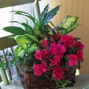Green and flowering plant basket