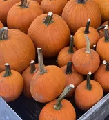 3-5 LB PUMPKIN (SPOOKY SIZE)