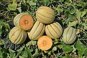 Afterglow Cantaloupe (Treated)