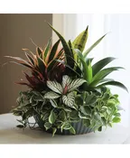 DESIGNERS CHOICE DISH GARDEN