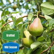 Baldwin Pear Tree