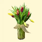 20 Tulips Prettiest two colors