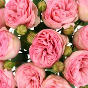 Bridal Piano Peony Rose