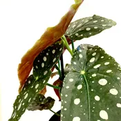 Begonia maculata