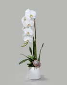 Single White Orchid