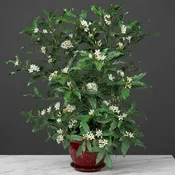 African Gardenia (Mitriostigma axillare)