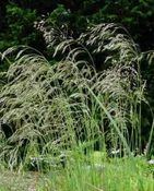 Deschampsia flexuosa - Wavy Hair Grass