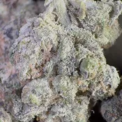 GovernMint Oasis | 3.5 Grams | Hybrid