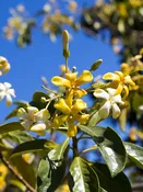 Australlian Frangipani Tree (hymenosporum flavum)