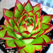 Echeveria agavoides ‘Lipstick’