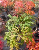 Acer japonicum 'Green Cascade' Japanese Maple