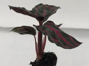 Calathea Roseopicta  72 cell