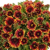 SpinTop® Orange Halo Blanket Flower