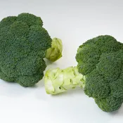 Appalachian Broccoli Hybrid