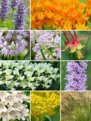 32 Plant Deer Resistant Garden for Medium Soils