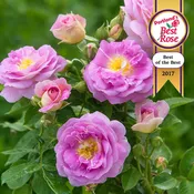 Arctic Blue™ Floribunda Rose