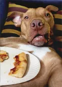 Dog Pizza Plate - Avanti Funny Birthday Card