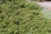 Arcadia Juniper