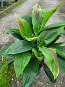 Cordyline 'Exotica' — Excelsa Gardens