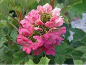 Ruby Slippers Oakleaf Hydrangea