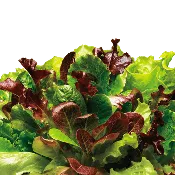 Alfresco Mix Lettuce
