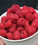 Caroline Ever-bearing Red Raspberry