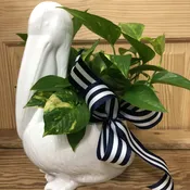 Peter the Preppy Pelican Planter