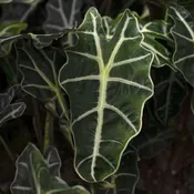 Alocasia Houseplants