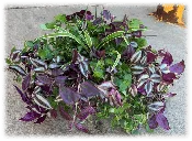 10″ Tradescantia Combo Hanging Basket