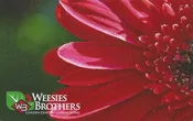Weesies Brothers E-Gift Card