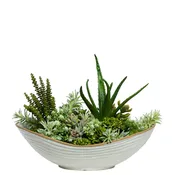 Aloe/Succulent Mix