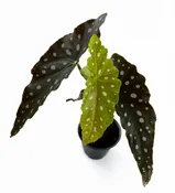 Begonia maculata 4''