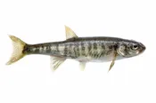 1-2″ Fathead MINNOWS, 1000 PACK