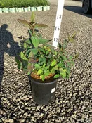 Albury Purple St. Johns Wort