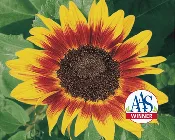 Ring of Fire Sunflower Seeds