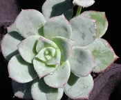 AEONIUM HAWORTHII