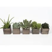 RUSTIC SUCCULENT — Portland Florist | AMANDA KARAM FLORAL Co.