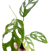Monstera Adansonii 'Swiss Cheese Variegated'