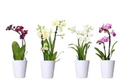 2in Phal. Espresso Orchid in Orchid Print Ceramic 24Pk