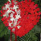 Bleeding Heart