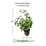Apache Blackberry, Summer Bearing, Thornless, Plant