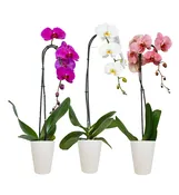 5in White Swan and BOP in Ceramic, 10/pk