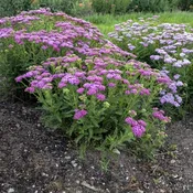Achillea Firefly Fuchsia #1