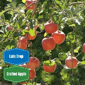 Fuji Apple