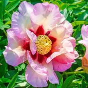 Peony 'Pastel Splendor' Bare Root — Gardenwerks