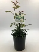 Banksian rose (Rosa banksiae)