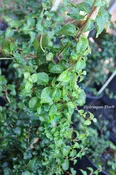 Hydrangea Anomala subsp. Petiolaris Platt's Dwarf